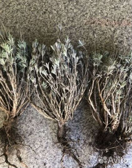 Лаванда саженцы