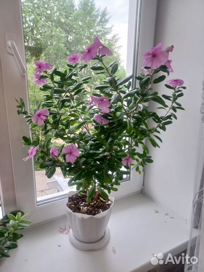 Катарантус