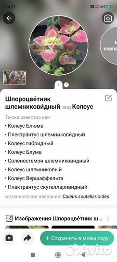 Традесканция бледная