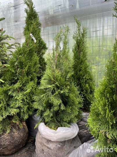 Саженцы туи Нижневартовск, Туя