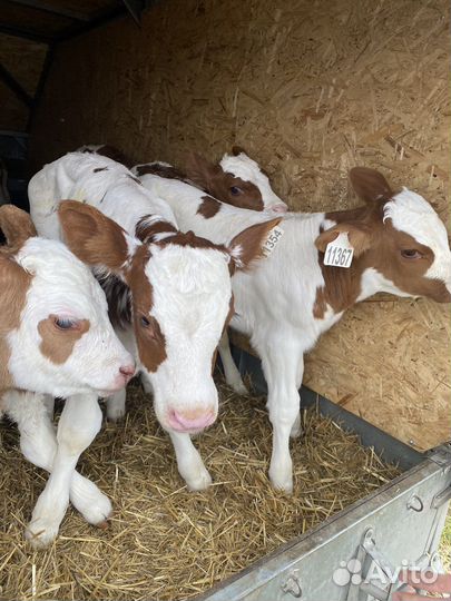 Домашние бычки сименталлы