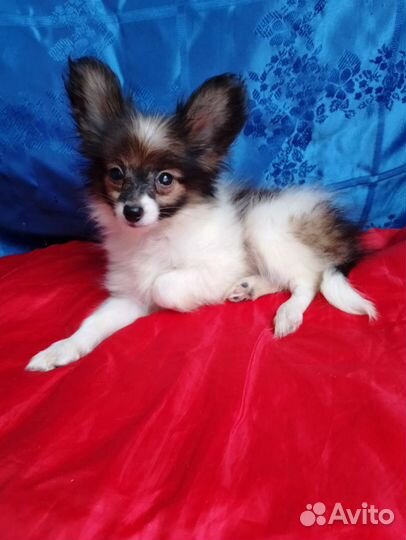 Мальчик мини папийон