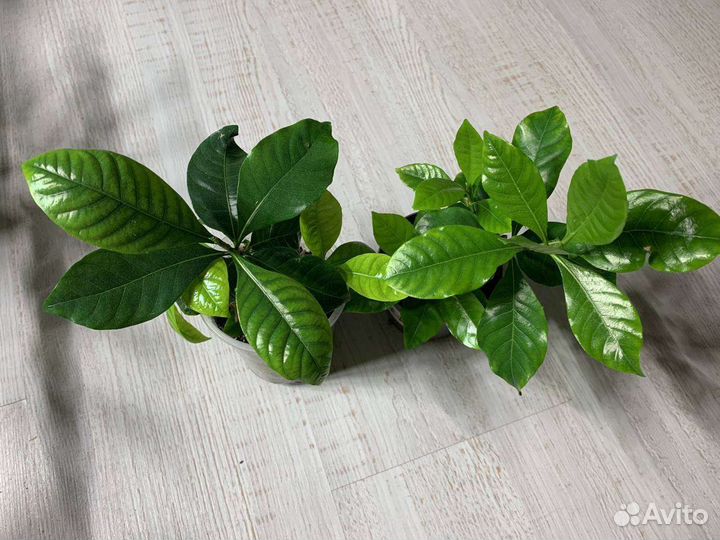 Гардения жасминовидная