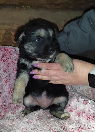 Щенки Крашской овчарки