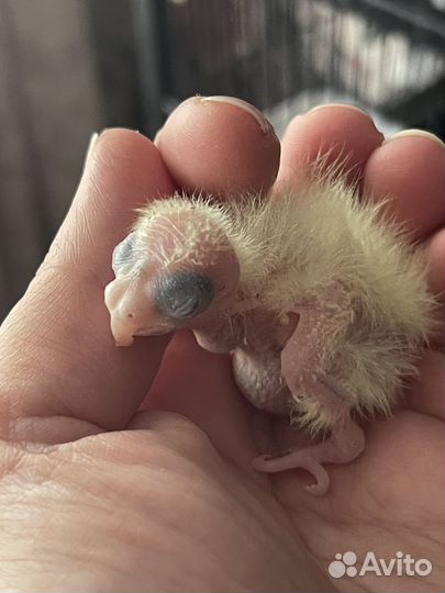 Попугай корелла птенец