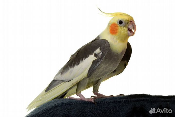 2 Попугая корелла