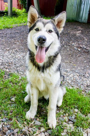 Аляскинский маламут