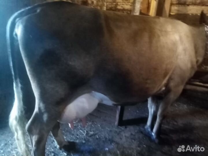 Корова 8 лет
