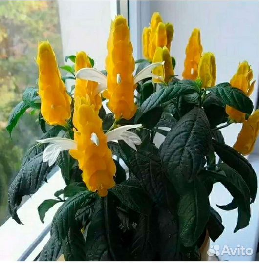 Пахистахис