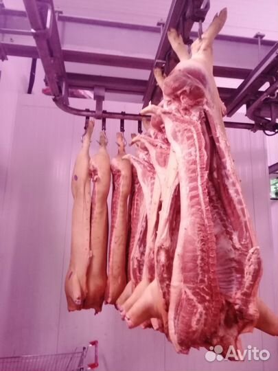 Свежее мясо свинина