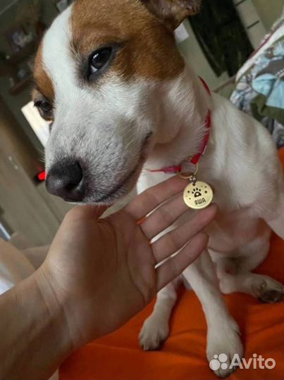 Адресники для собак