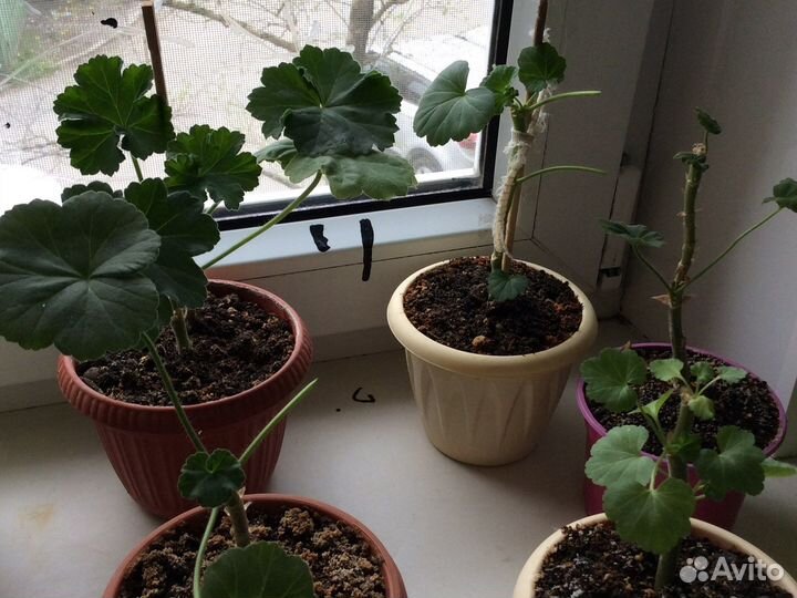 Пеларгония герань