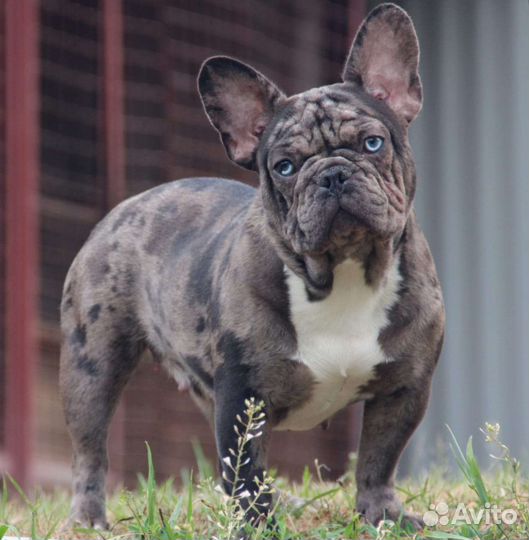Французский бульдог голубогенный