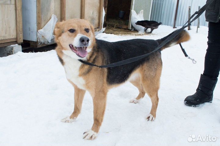 Собака Маркиза