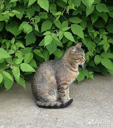 Стерилизованная Глаша ищет дом