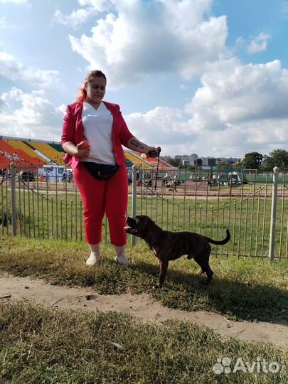 Услуги хендлера