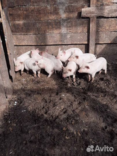 Поросята