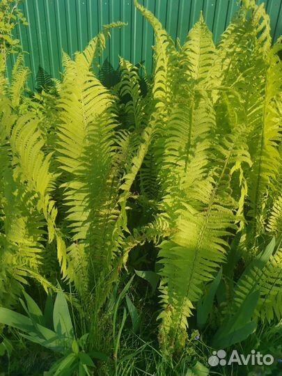 Папоротник страусник