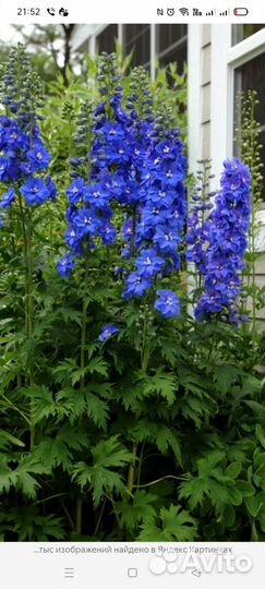 Дельфиниум синий