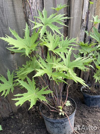 Бузульник Пржевальского