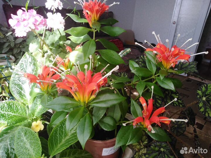 Эсхинантус