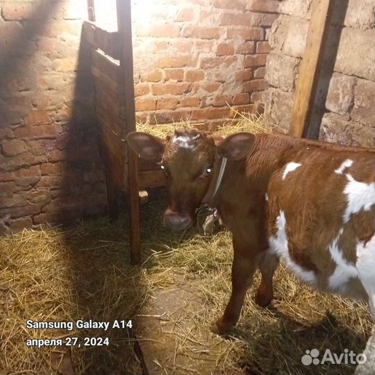 Телята бычки и телки