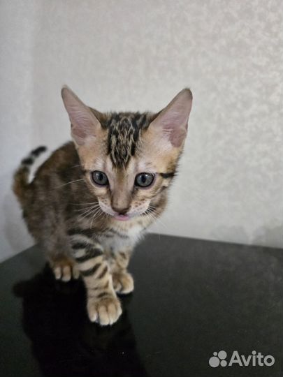 Бенгальские котята, мальчик и девочка