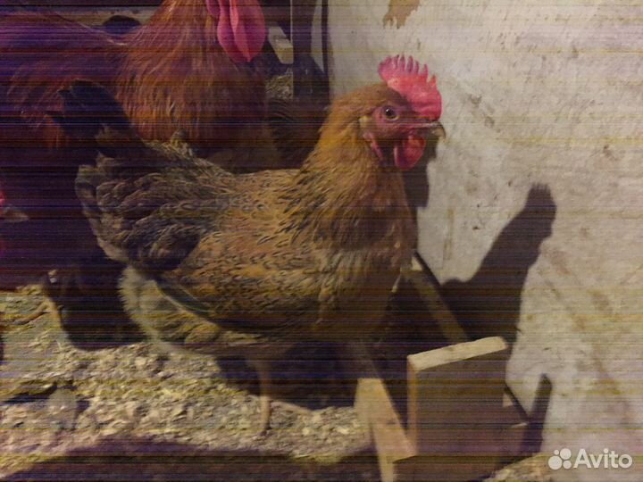 Куры, серебристый леггорн, кучинской юбилейной