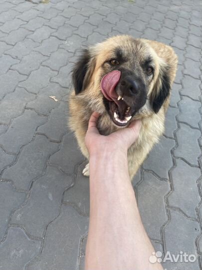 Собаки бесплатно в добрые руки