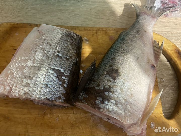 Сиг северный