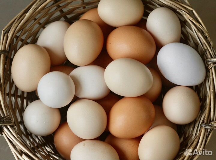 Домашние куриные яйца