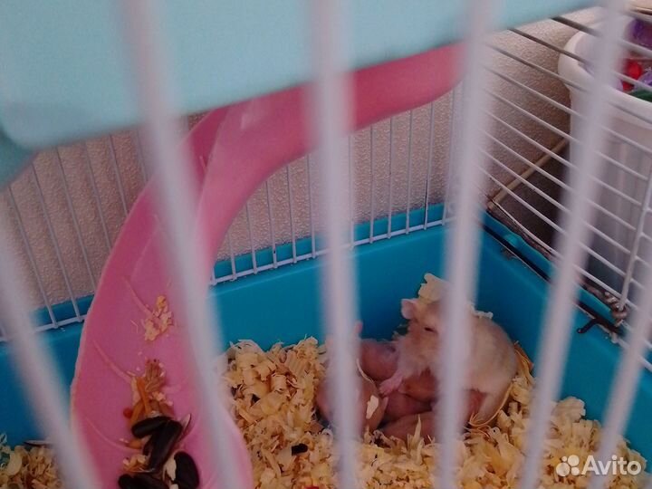 Хомяки джунгарики бесплатно