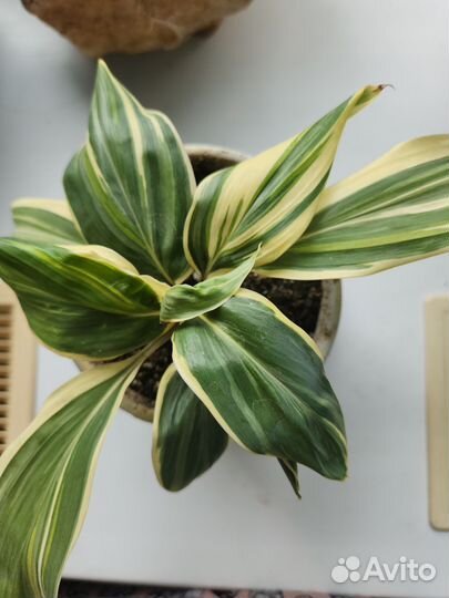 Кордилина шоколадная королева