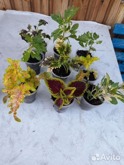 Колеусы сортовые вегетативные