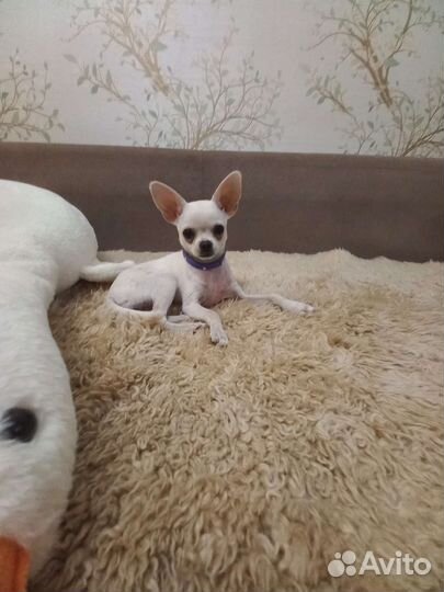 Чихуахуа мини девочка