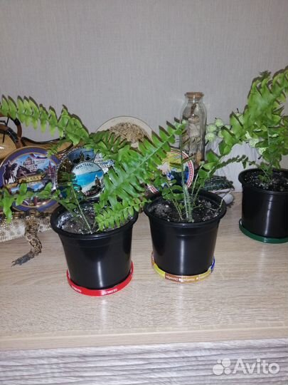 Папоротник