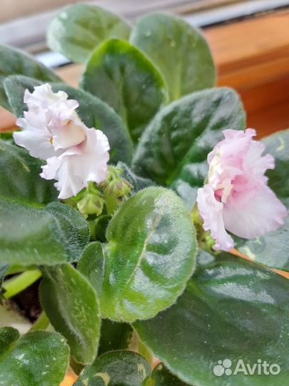 Фиалка в пластиковом горшке пока без цветов