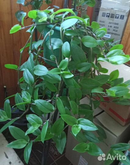 Традесканция