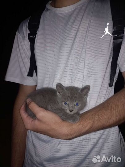 Кошка
