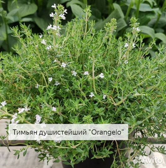 Тимьян 