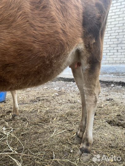 Джерсийская корова