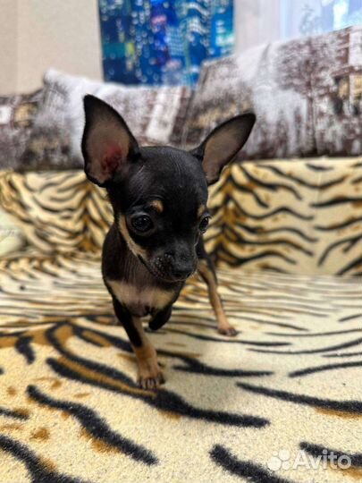 Мини той-терьер