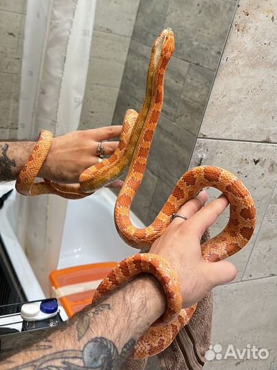 Змея маисовый полоз