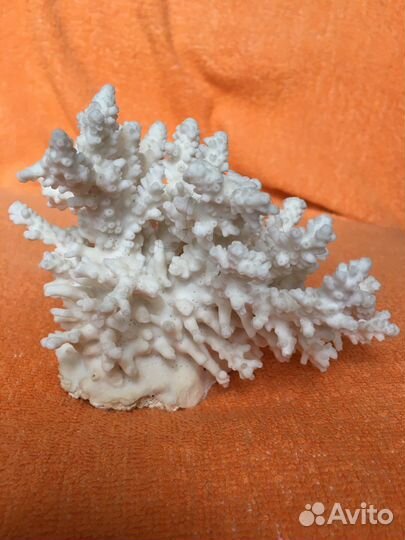 Карала с моря и ракушки