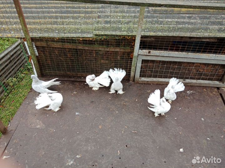 Продажа статных голубей