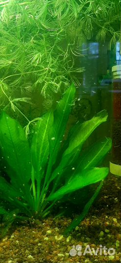 Эхинодорус Блехера