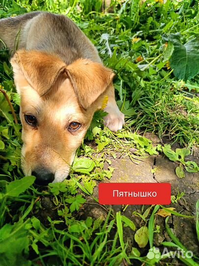 Щенки хаски и овчарки