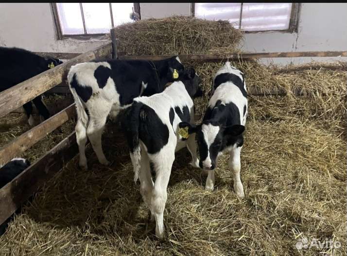 Телята бычки