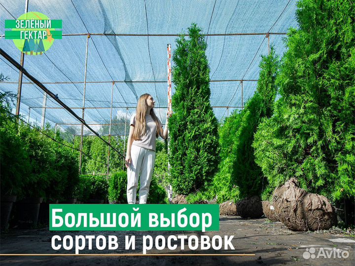 Туи смарагд 1,4 м свежая копка 2023