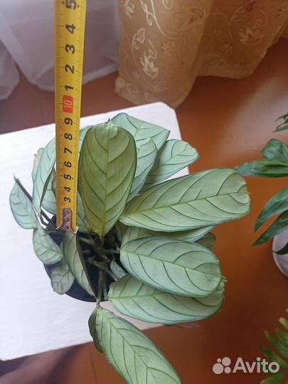 Комнатные растения